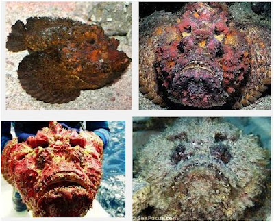 stonefish ruiz miggy palawan miguel gabriel poisoning died sting