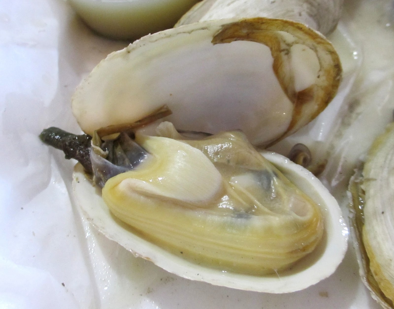 Cannundrums Dan's Clam Stand Crystal River