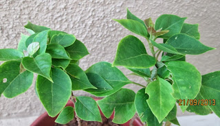 Bougainvillea in pot