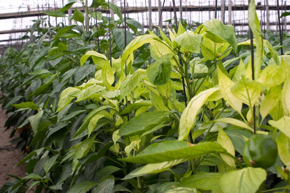 почему желтеют листья у перца. хлороз рассады перцев. желтеют листья. хлороз рассады перцев. хлороз листьев рассады перца.