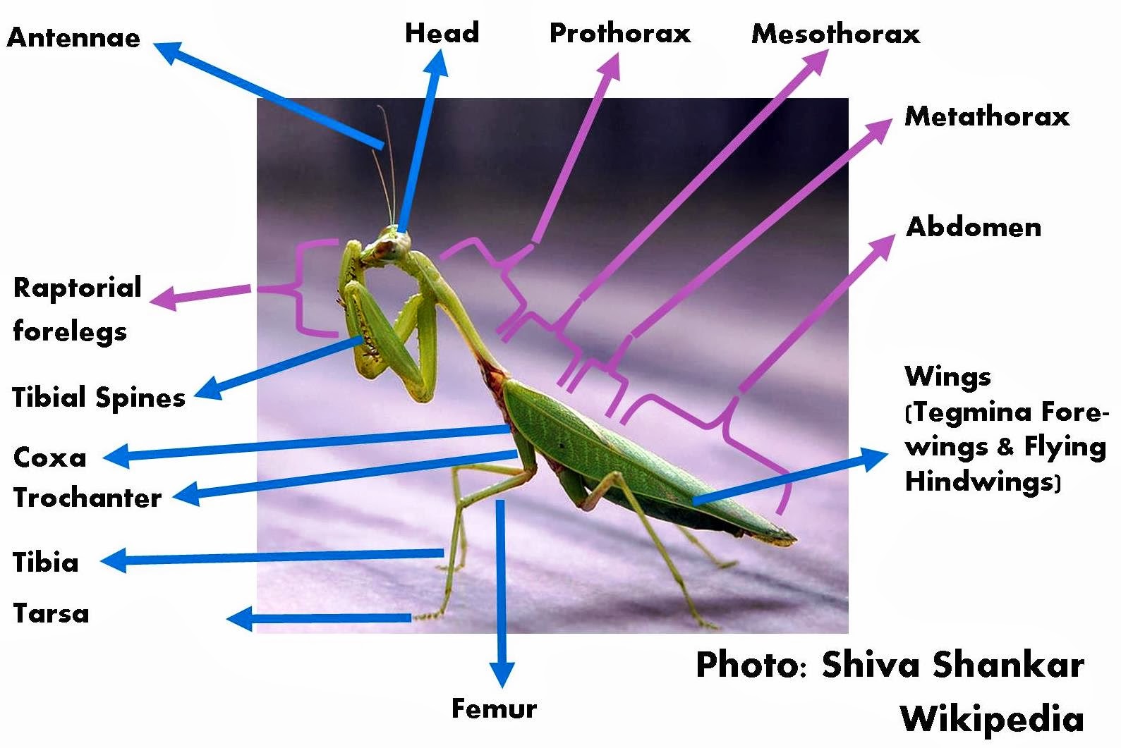 Roots 'n' Shoots: Praying Mantis: Biological Control - Garden Critter