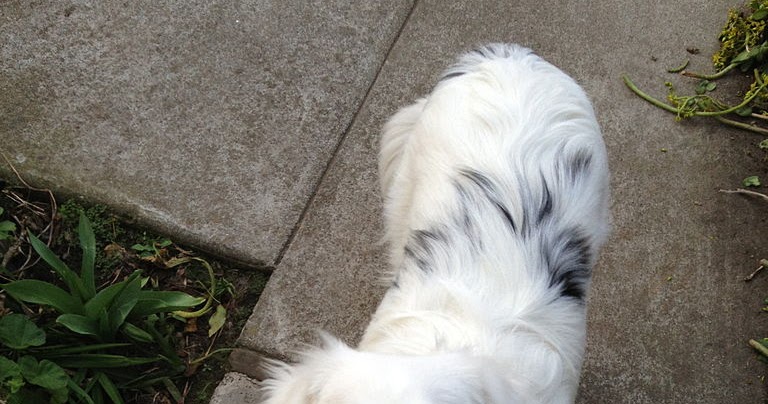 Lazy Aussie Dog Food Review Lazy Aussie Dog Food Review