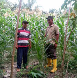 Koptu P.Siregar Laksanakan Pendampingan Kepada Petani Bersikan Lahan Jagung