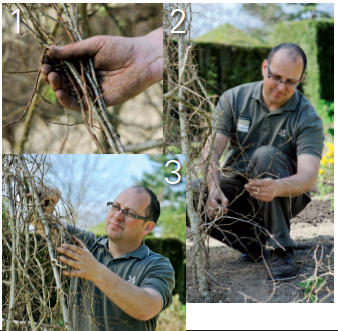 sweet pea support garden tips