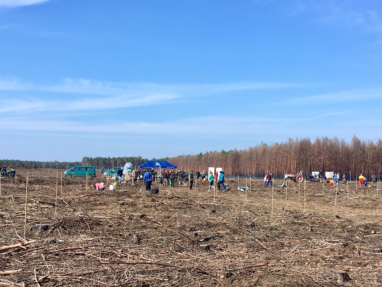 Hundeblog Genki Bulldog Vor Lauter Stocken Den Wald Nicht