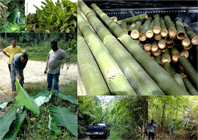 Mencari buluh lemang - Majlis Rumah Terbuka Aidilfitri Surau Muhajirin
