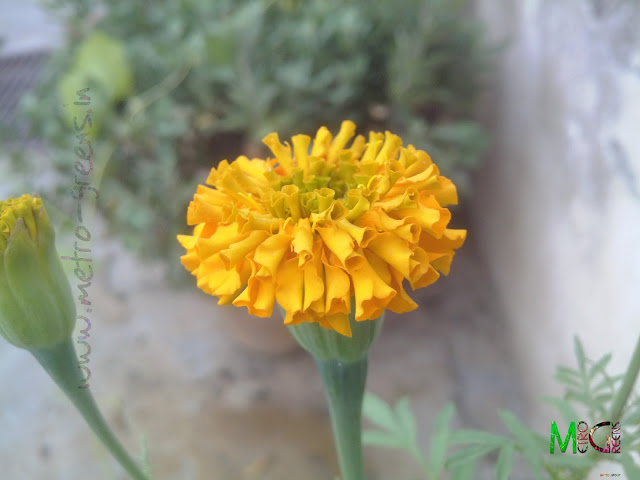 Metro Greens: Marigold Flower