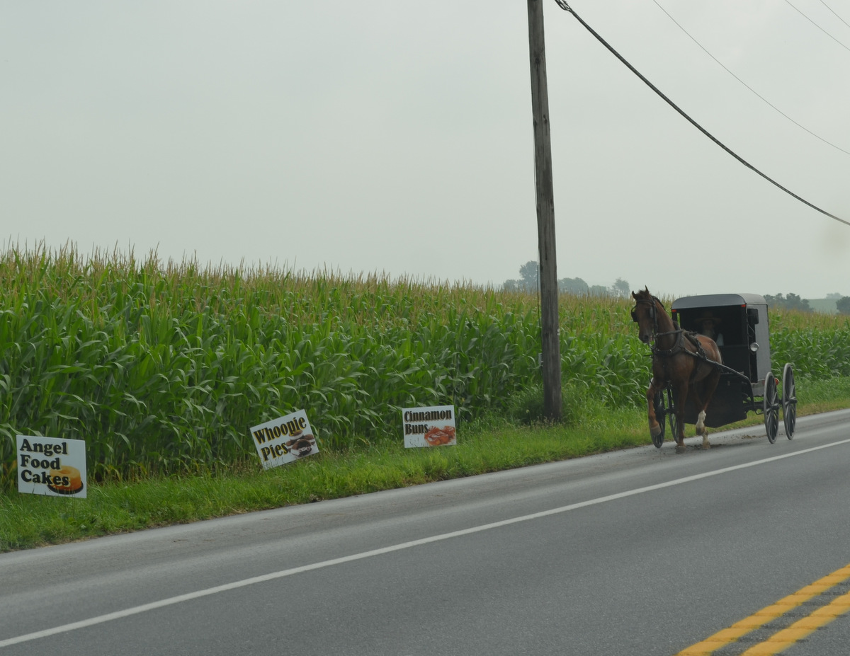 Westie Julep Back From Fabric Shopping in the Amish Countryside of