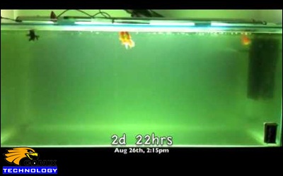 Đèn uv 10w – Diệt khuẩn nước nuôi tôm cá