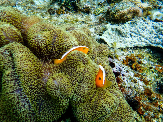 Island-hopping-Port-Barton-Twin-Reef-Philippines