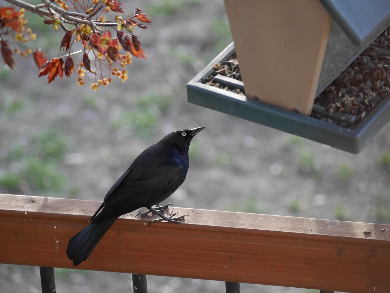 Backyard Birds of the South Okanagan Backwoods Mama