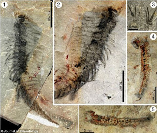 Kooteninchela fossil