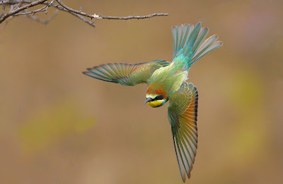Pajarillo de colores - Bird of the paradise
