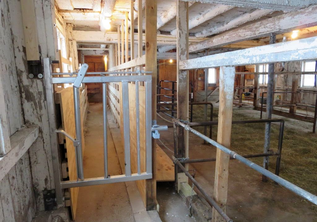 Windswept Adventure Building A Cattle Squeeze Chute