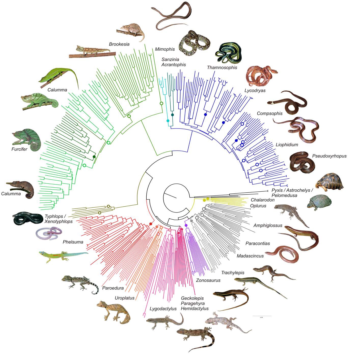 Species New to Science [Herpetology • 2012] First LargeScale DNA