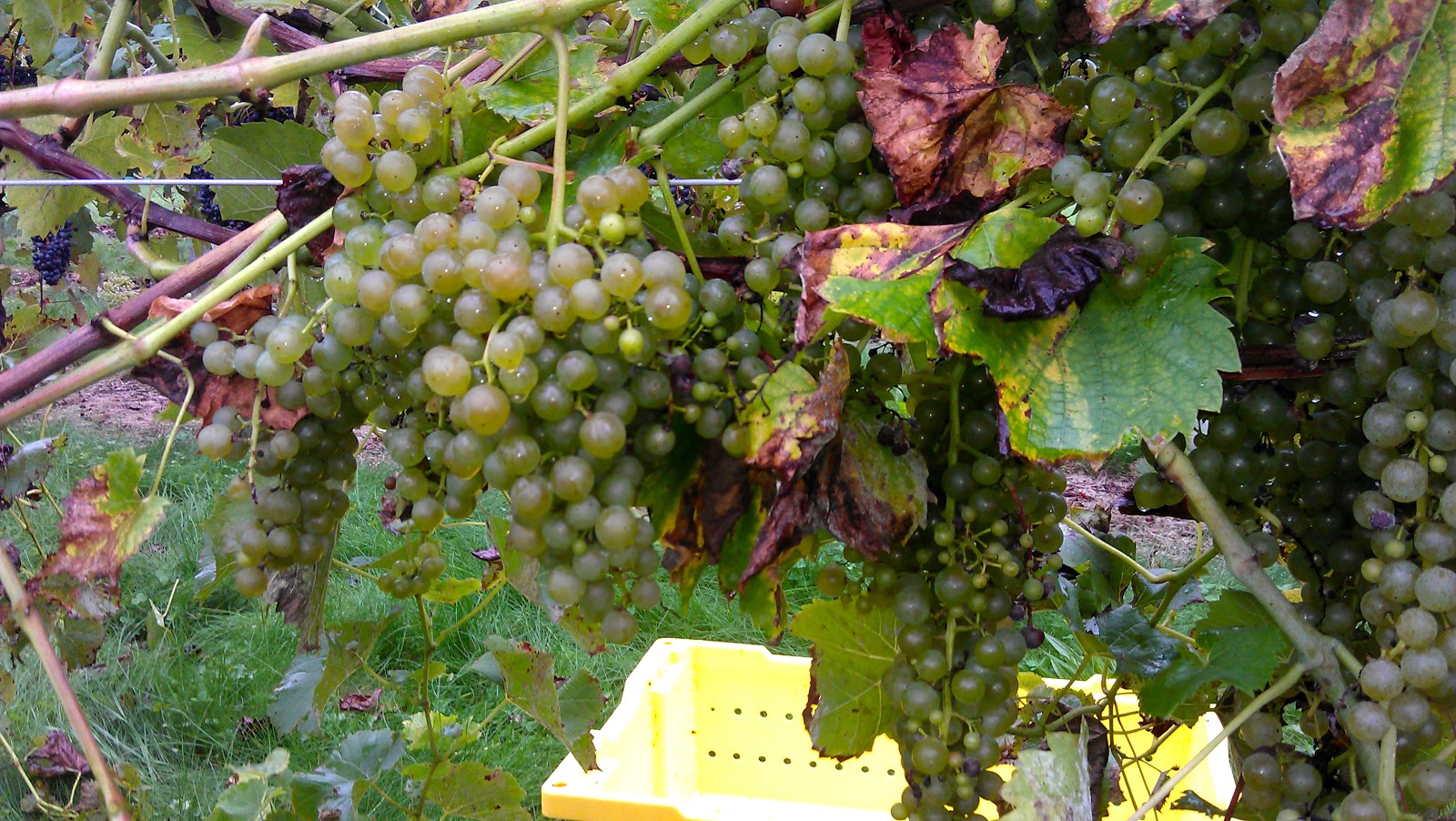 Jewell Towne Vineyards