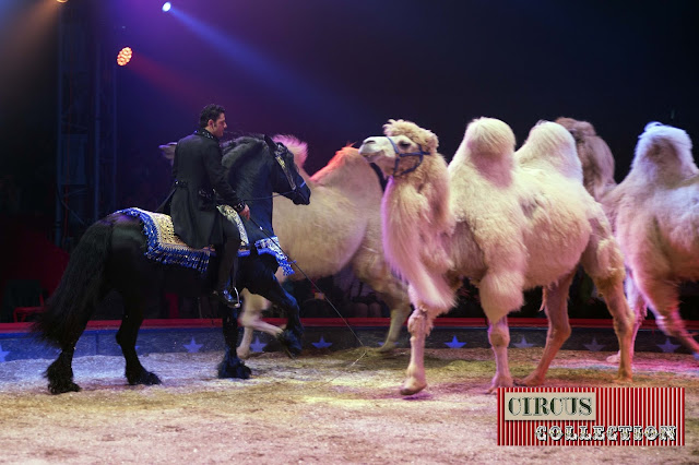 Spectacle, chevaux, chameaux, Maycol Errani