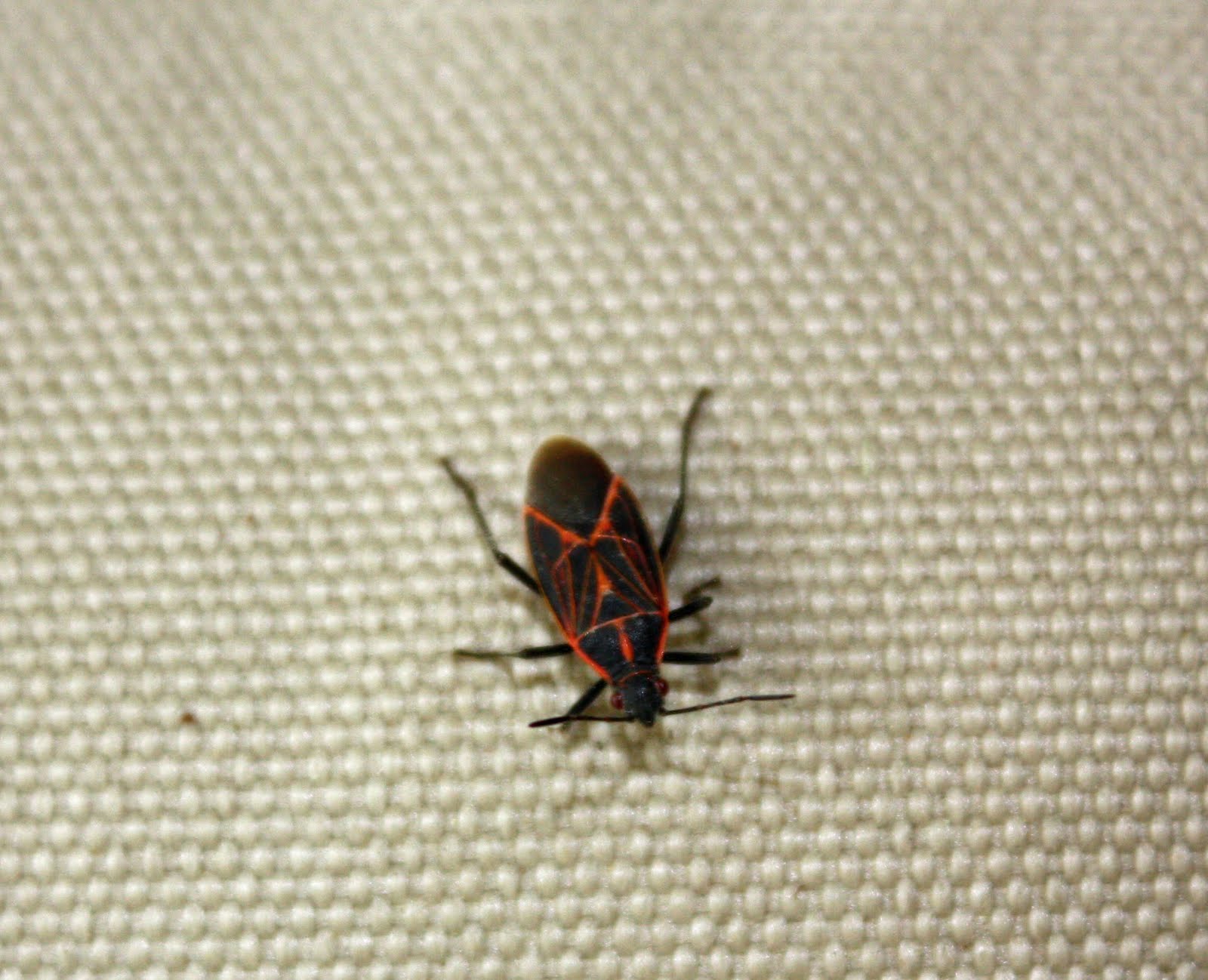 Boise Daily Photo Bloody Bug