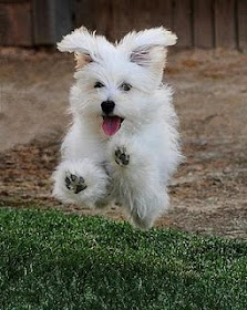 perro habilidoso juguete