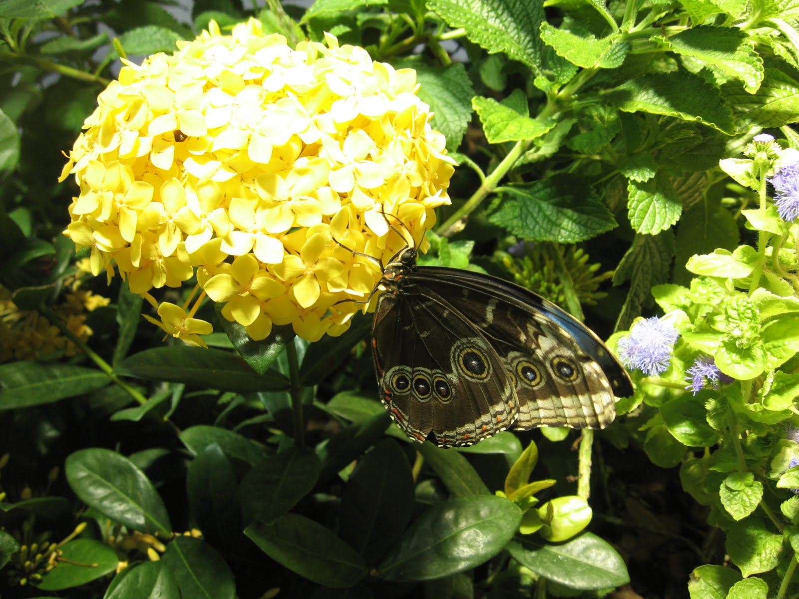 digilio designs Trip to Washington DC and the Butterfly Garden