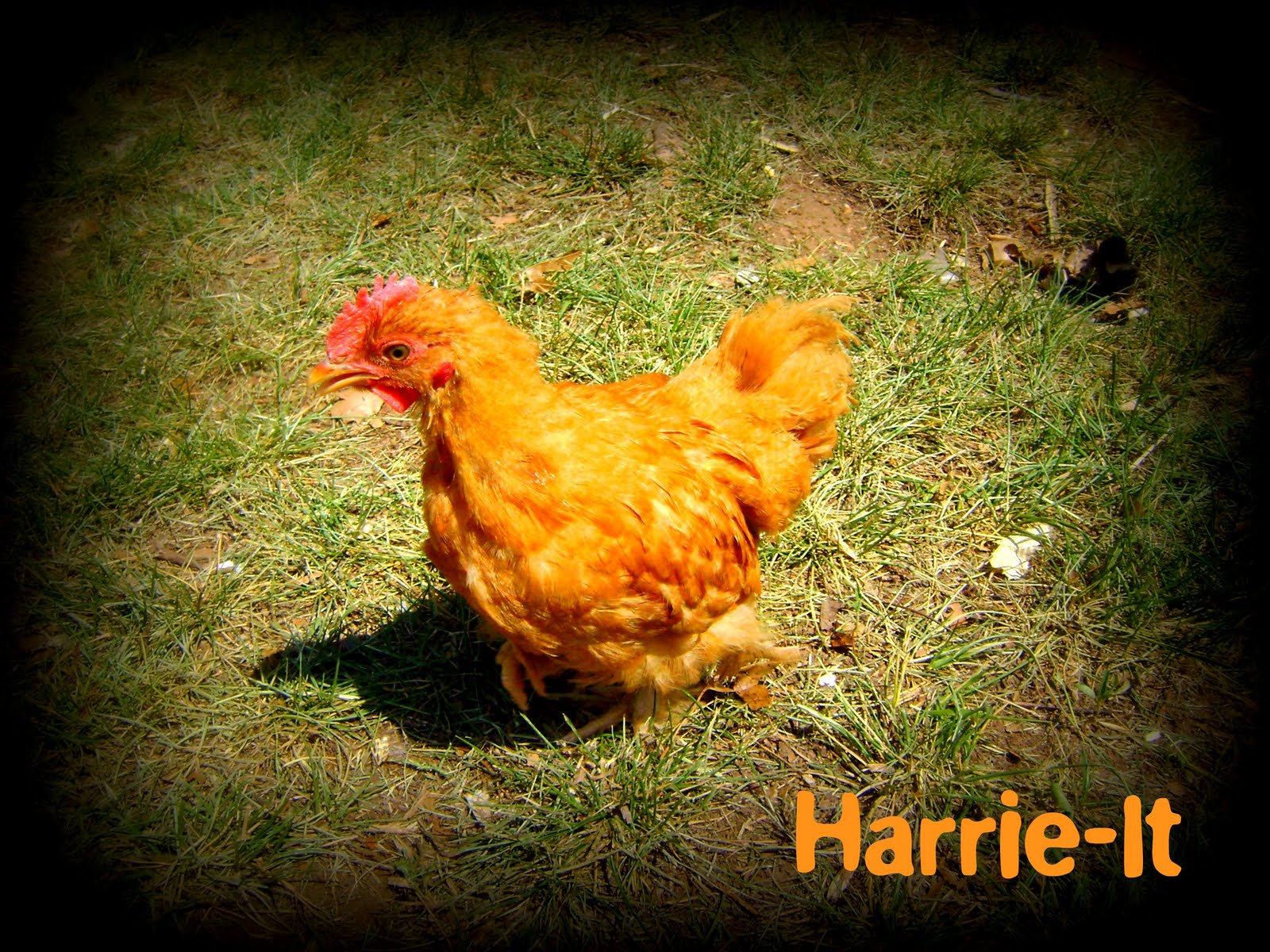 Sha Chicks Meet The Crutch Chicks