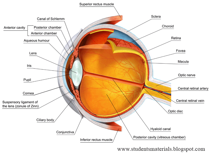 EYES, human eye