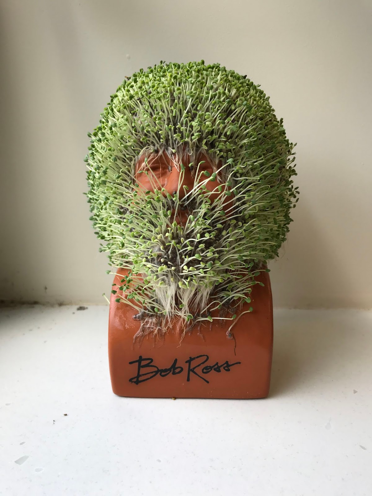 musket media: 2018-07 : First Chia Pet