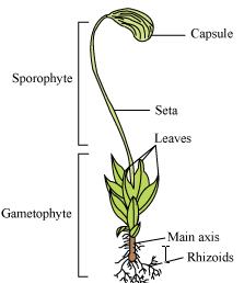 Multiple Choice Questions on Bryophytes | Bryophytes MCQ