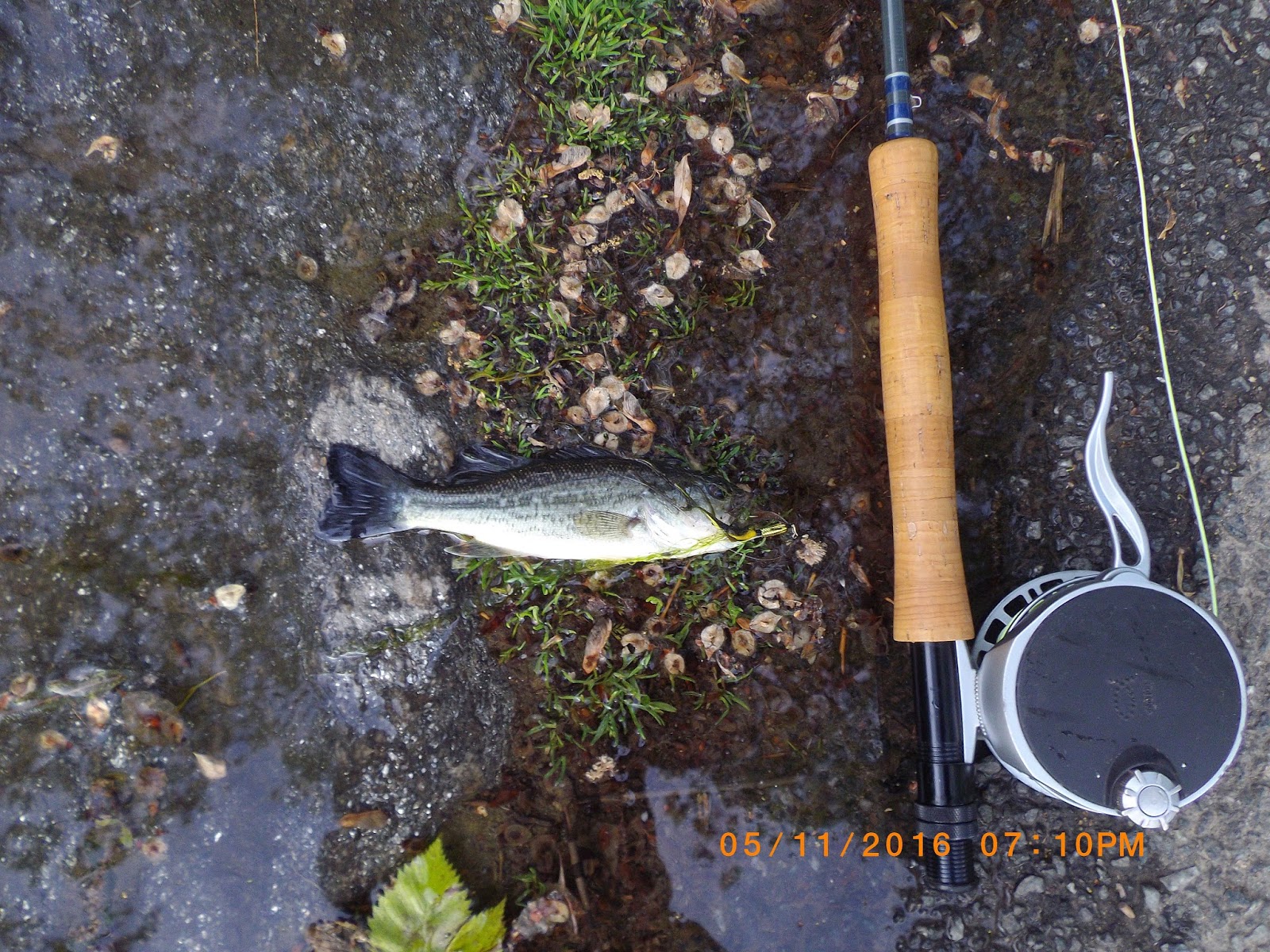 The Great Lakes of NYC Fly Fishing The Pool, in Central Park