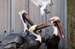 3 brown pelicans