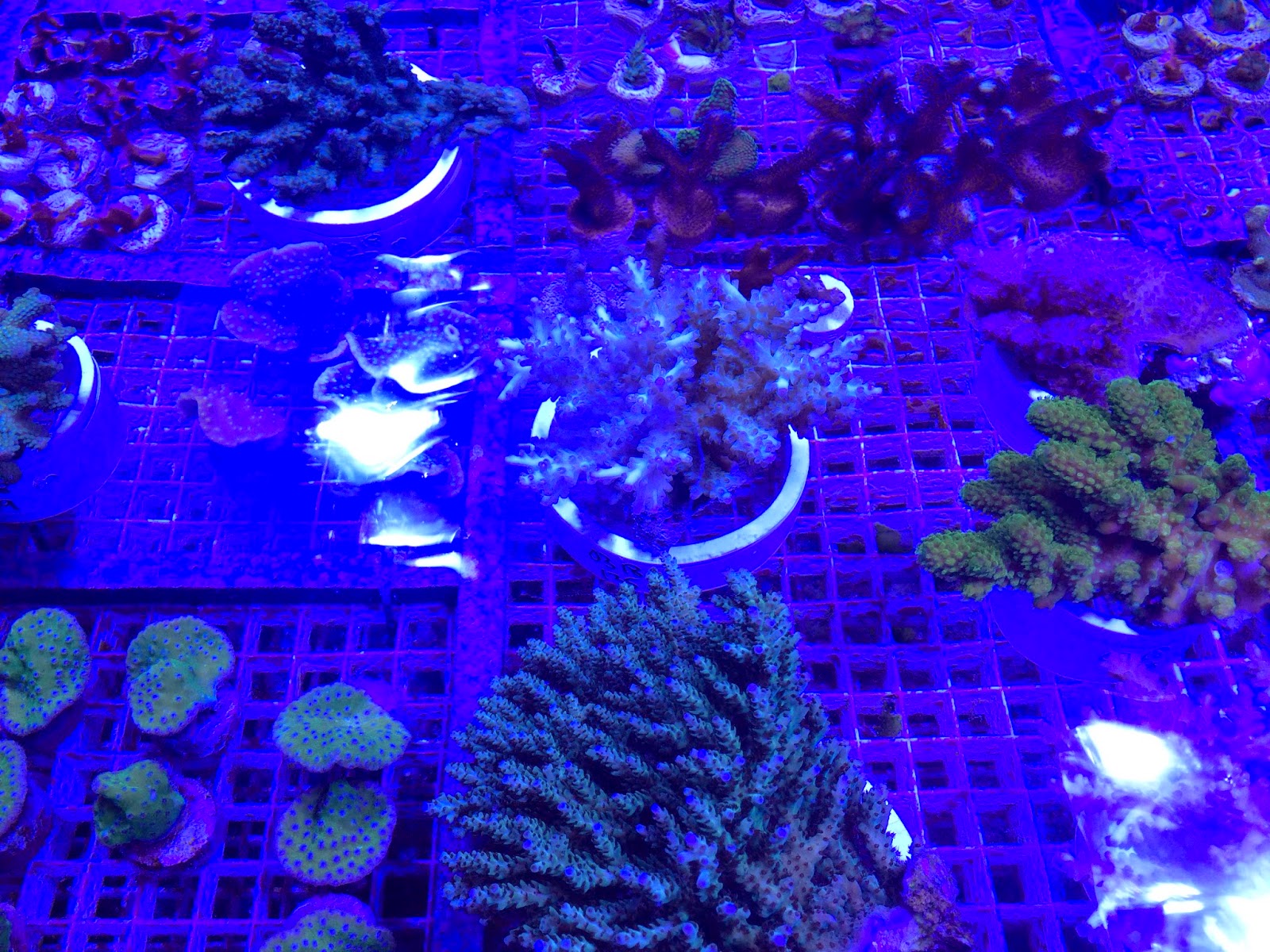 marinecultured sps and aquacultured frags