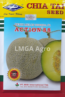 jual benih melon action 88,benih melon action 88,melon action 88,benih melon,budidaya melon,buah melon,lmga agro