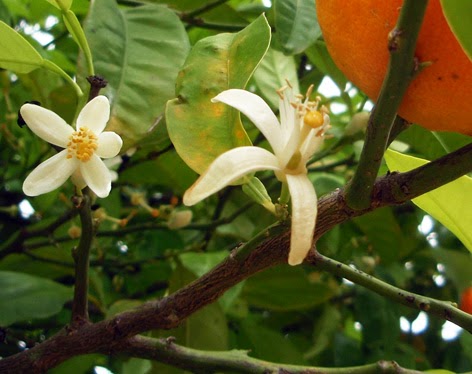 Flores hermafroditas de naranjo amargo