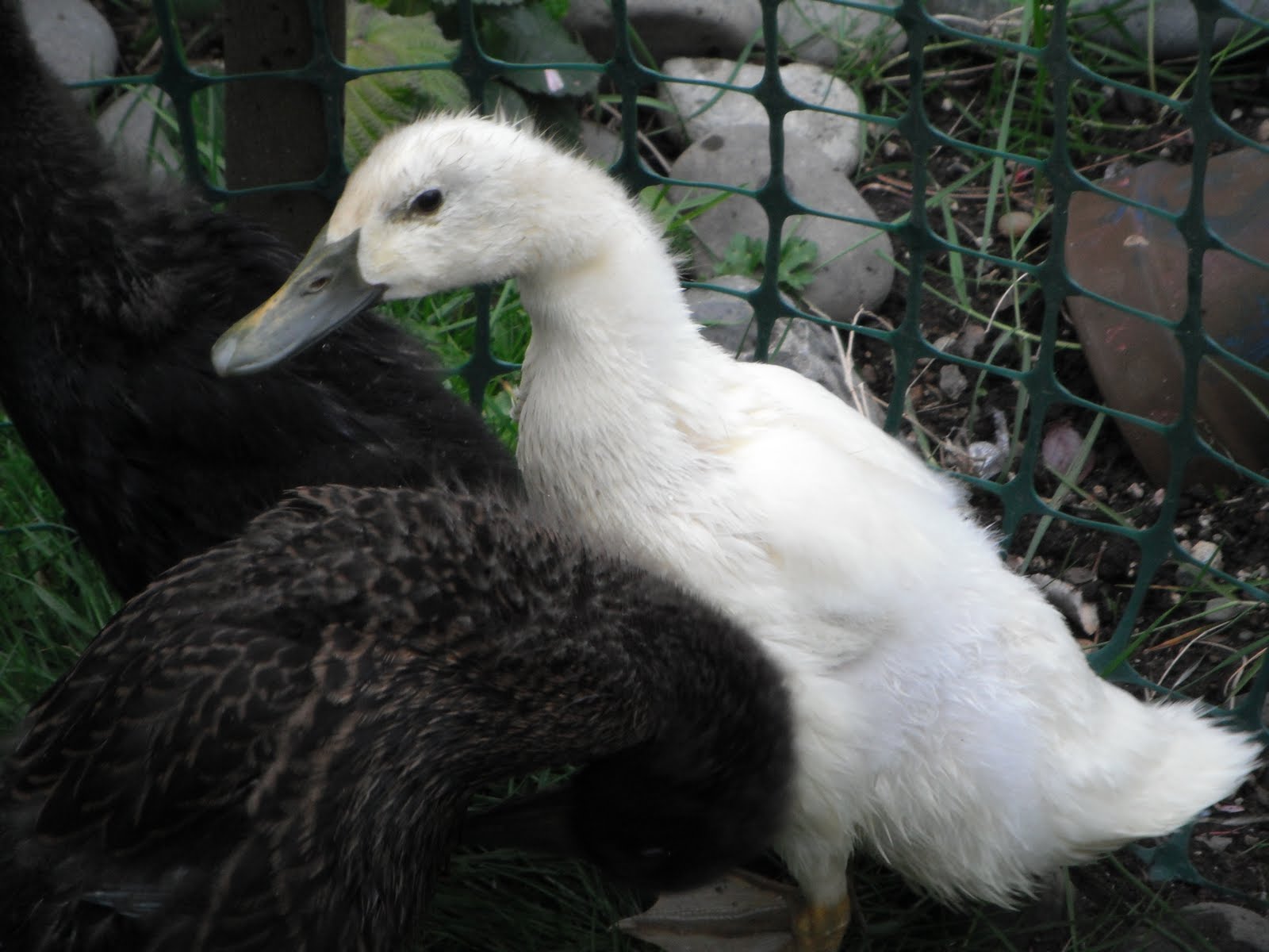 neilwaukee duck, duck, squeaks