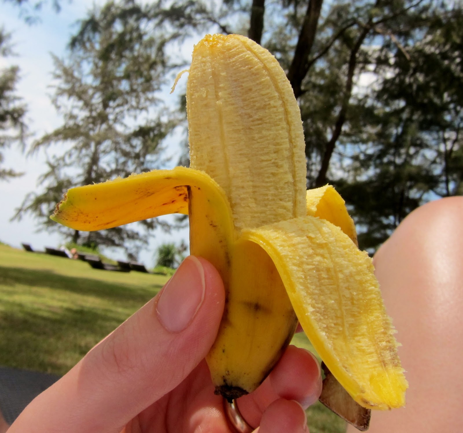 Amazing Banana Facts World's Most Common and Unusual Varieties of Bananas