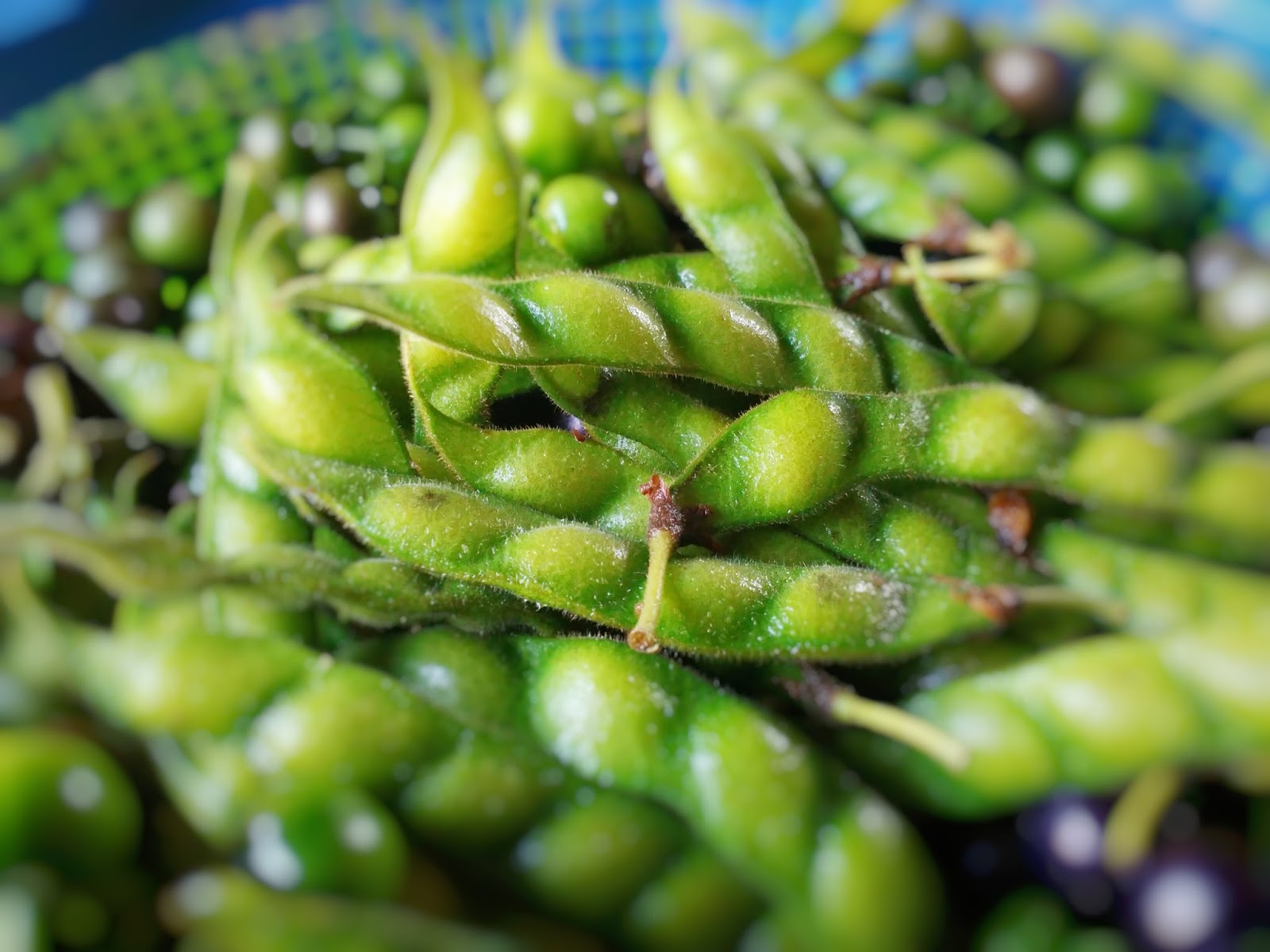 Manfaat Kacang Hiris Atau Kacang Gude Resep Segala Masakan Web Id