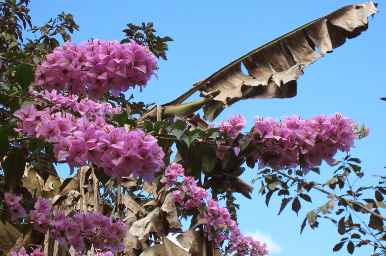 Costa Rican Chicos Christmas Flowers Hannah