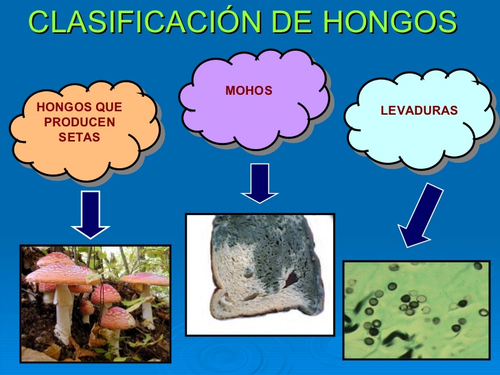 CLASIFICACION DE HONGOS