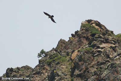 Trencalòs (Gypaetus barbatus)