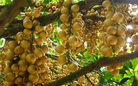 Nhung vuon dau bon bon triu qua 'hai ra tien' - Anh 14