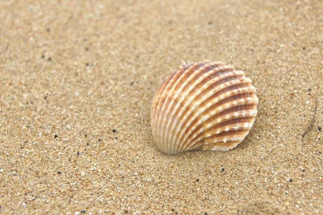 macro-shell-seaside