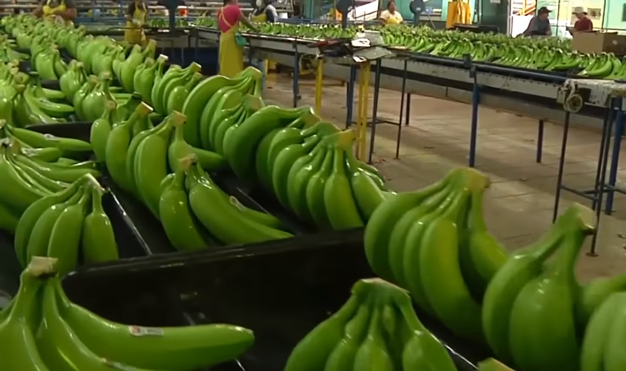 Land Preparation for Banana Cultivation Part I Banana Cultivation FRUITS