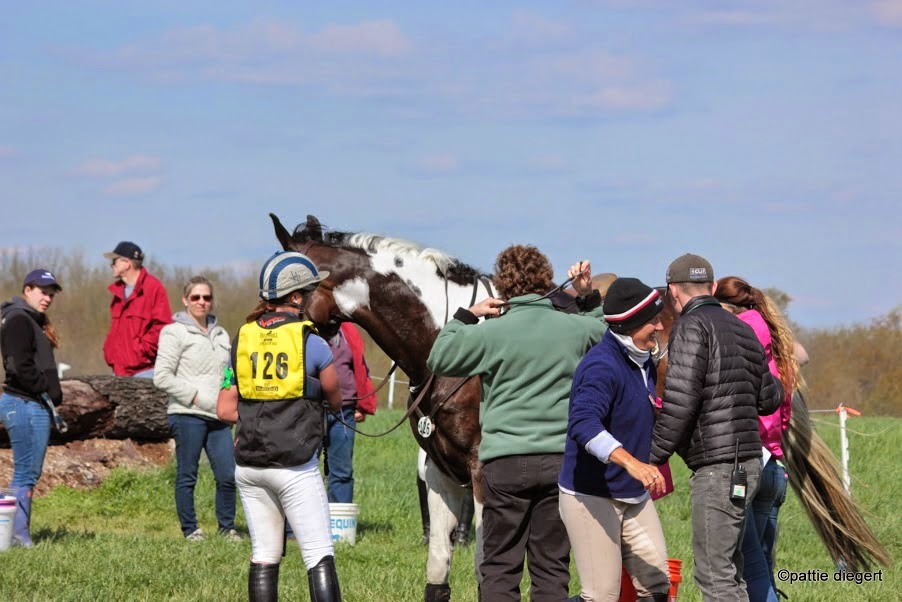 MK EQUESTRIAN Working Student position available