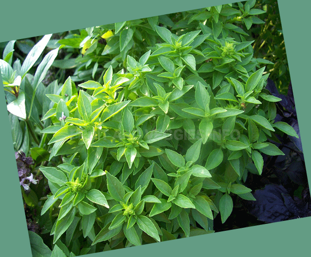 Basil herb nutrition value