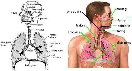 Makalah Gangguan Sistem Pernapasan Pada Manusia