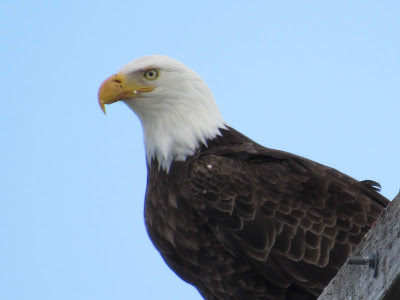 bald eagle