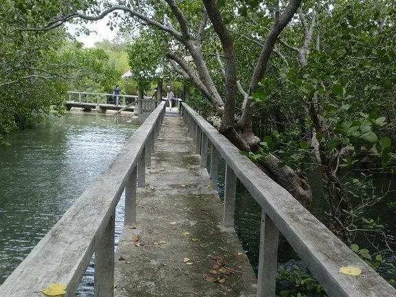 Talabong Mangrove Park near Dumaguete City