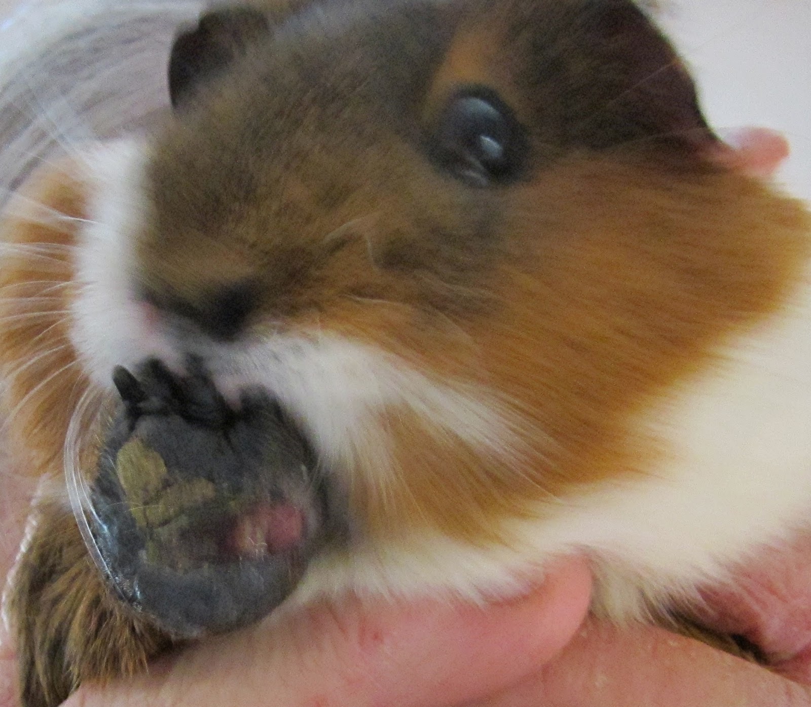 SAGP: MAY'S GUINEA PIG OF THE MONTH--Chocolate Eclair!
