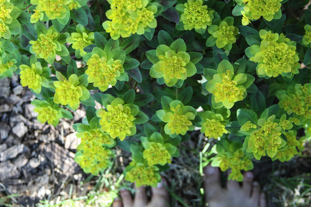 euphorbia, spurge, Anne Butera, My Giant Strawberry