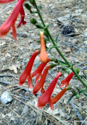 Penstemon, probablyPenstemon labrosus (San Gabriel beardtongue) but it could be  P. rostriflorus